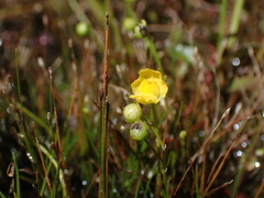 Utricularia gibba