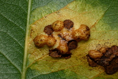 Gymnosporangium sabinae