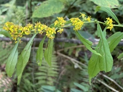Solidago curtisii