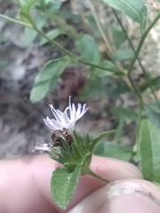 Elephantopus carolinianus