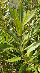 Brabejum stellatifolium