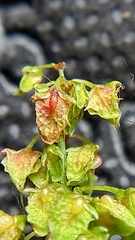 Rumex obtusifolius