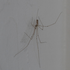 Pholcus phalangioides