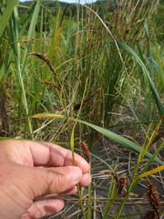Carex cryptocarpa