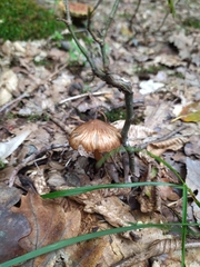 Inocybe asterospora