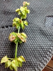 Rumex obtusifolius