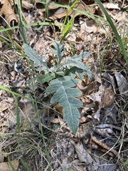 Hymenopappus