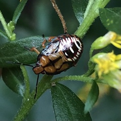 Podisus maculiventris