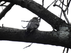 Melanerpes aurifrons