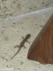 Hemidactylus frenatus