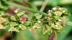 Rumex obtusifolius