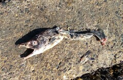 Oncorhynchus gorbuscha