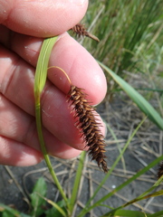 Carex cryptocarpa