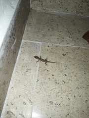 Hemidactylus frenatus