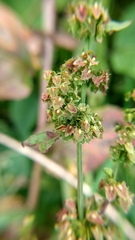Rumex obtusifolius