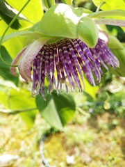 Passiflora ligularis