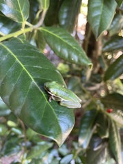 Hyla