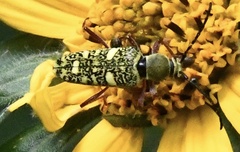 Ochraethes sulphurifer