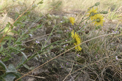 Hieracium sabaudum