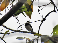 Batis molitor molitor