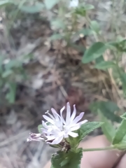 Elephantopus carolinianus