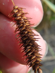 Carex cryptocarpa