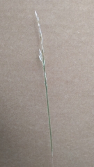Poa compressa