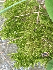 Hypnum cupressiforme