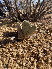 Opuntia basilaris basilaris