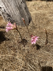 Amaryllis belladonna