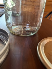 Vaejovis carolinianus