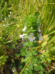 Euphrasia maximowiczii