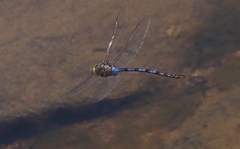 Anax walsinghami