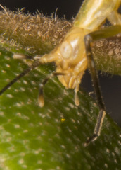Oecanthus nigricornis