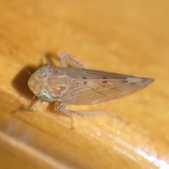 Synophropsis lauri