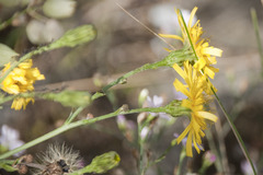 Hieracium sabaudum