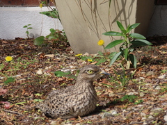 Burhinus capensis capensis