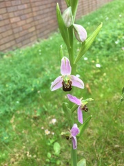 Ophrys apifera
