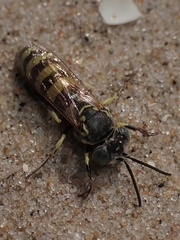 Microbembex monodonta