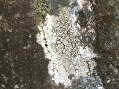 Protoparmeliopsis muralis