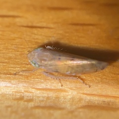 Synophropsis lauri