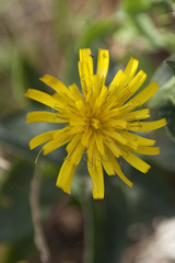 Hieracium sabaudum
