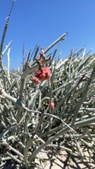 Euphorbia lomelii