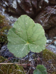 Heuchera