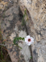 Adenandra