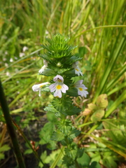 Euphrasia maximowiczii