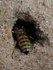 Microbembex monodonta