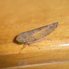 Synophropsis lauri