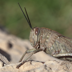 Anacridium aegyptium