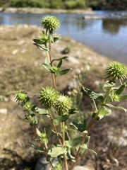 Grindelia camporum